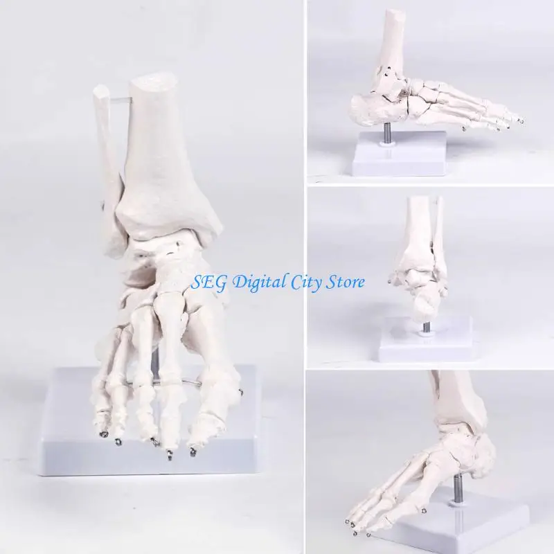 U75B Foot Skeleton Model With Accurate Bone Structure Representation In Classrooms
U75B Foot Skeleton Model With Accurate Bone Structure Representation In Classrooms