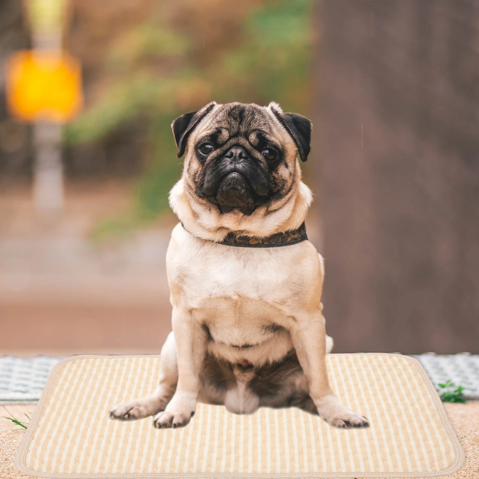 2pcs Water Proof Pet Pee Pad Reusable Dog Mat Baby Mattress Waterproof Layer Clean House Training Puppies Aging Dogs Indoor
2pcs Water Proof Pet Pee Pad Reusable Dog Mat Baby Mattress Waterproof Layer Clean House Training Puppies Aging Dogs Indoor