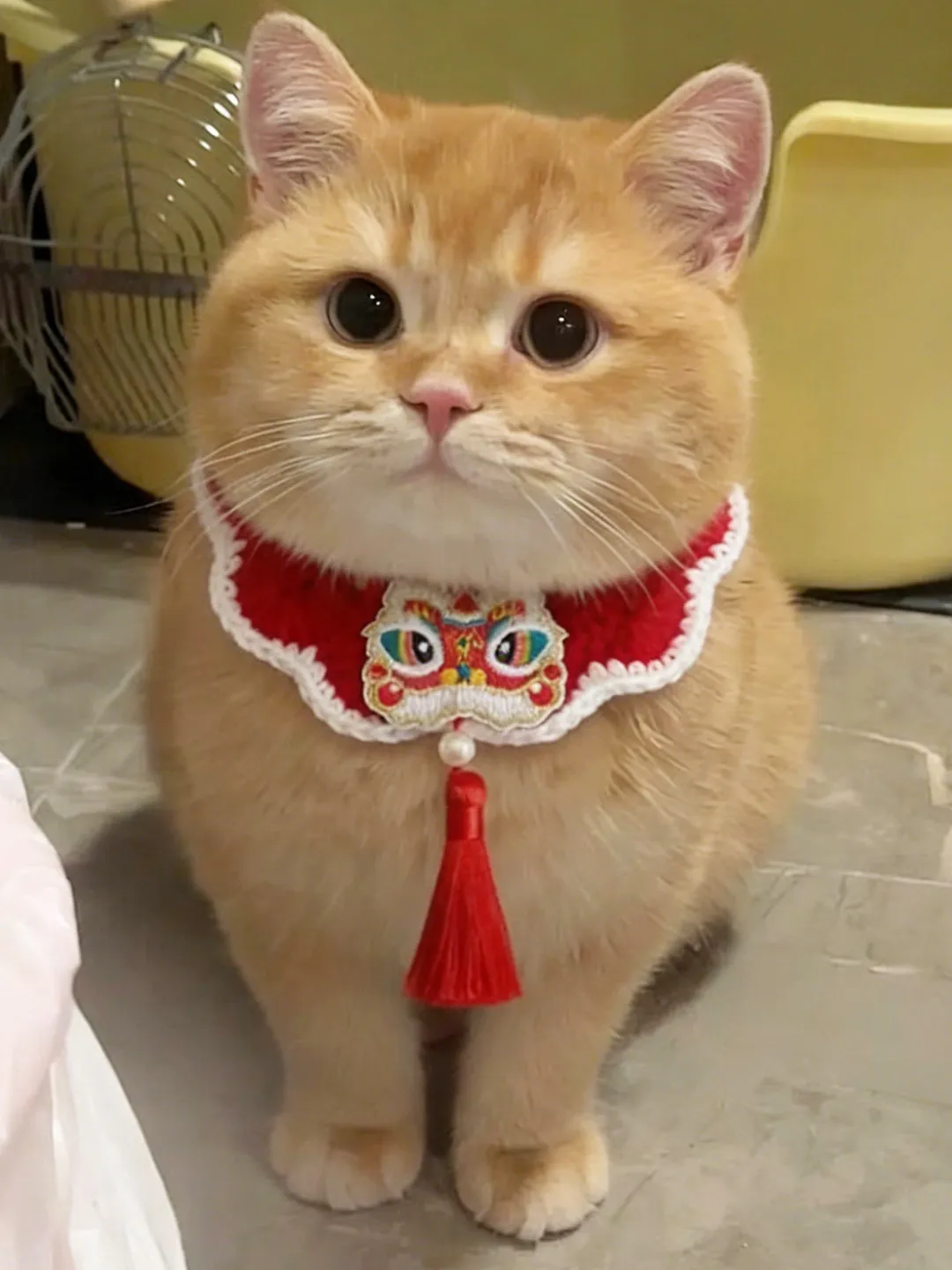 New Year Scarf Weaved Pet Saliva Towel Red Tassel Dog Scarf Festive Decoration Collar Winter Style Hand Wash Accessory
New Year Scarf Weaved Pet Saliva Towel Red Tassel Dog Scarf Festive Decoration Collar Winter Style Hand Wash Accessory