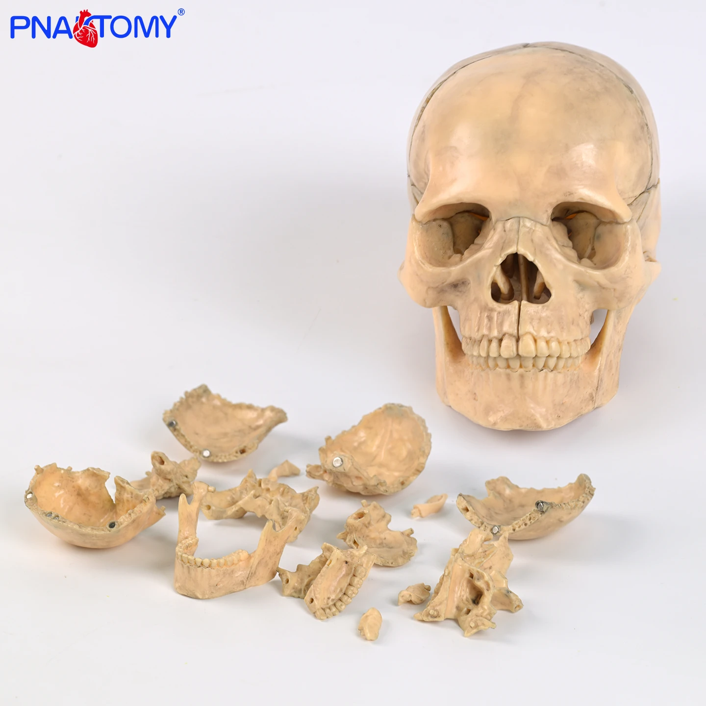 1:2 15Parts Skull Model Natural Color with 15 Detachable Parts Human Skeleton Anatomy Dental Used Skull Anatomy Tool
1:2 15Parts Skull Model Natural Color with 15 Detachable Parts Human Skeleton Anatomy Dental Used Skull Anatomy Tool