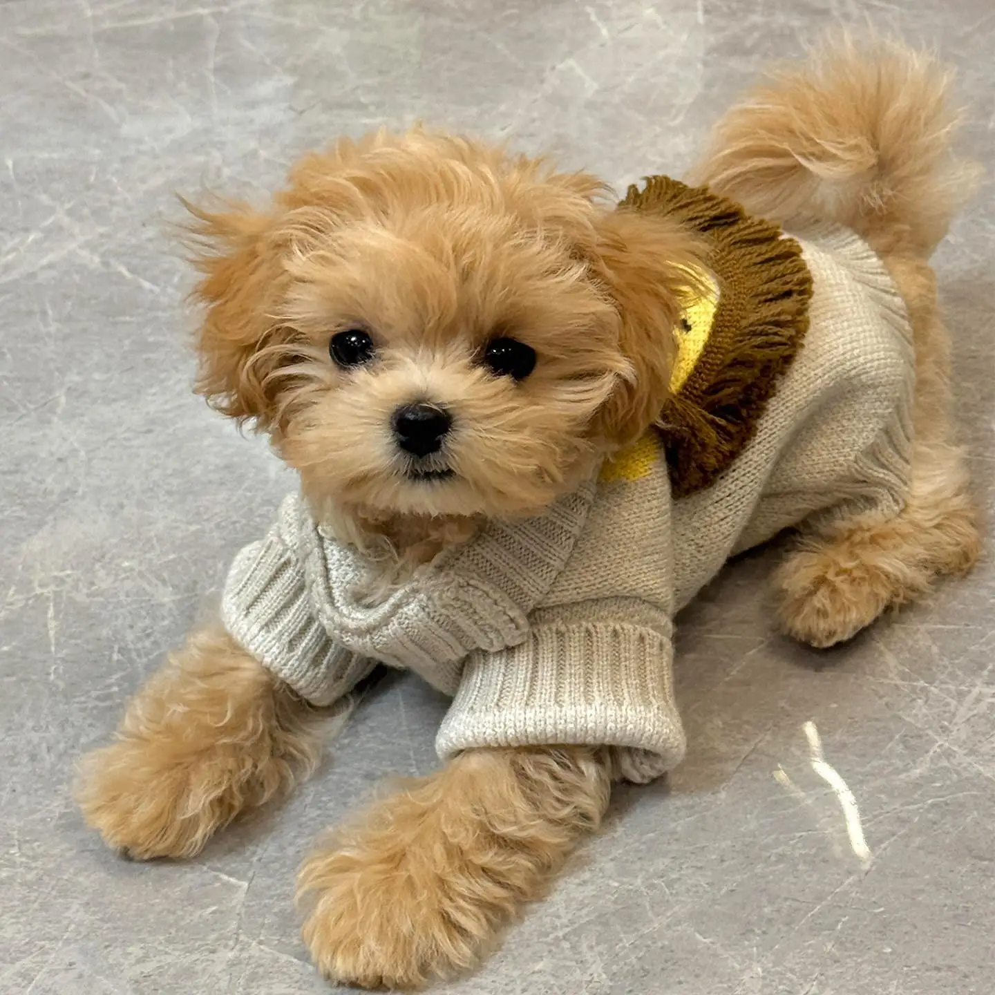 Thickened Warmth Pet Sweater Small Lion Teddy Bichon Dog Clothes Autumn Winter Protection Cold Resistant Dog Pet Supplies
Thickened Warmth Pet Sweater Small Lion Teddy Bichon Dog Clothes Autumn Winter Protection Cold Resistant Dog Pet Supplies