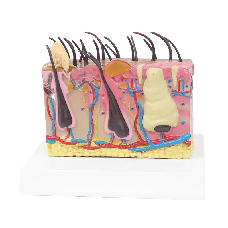 Medical Simulation Insect Bite Dog Skin Anatomical Model Pathological Canine Hair Follicle Skin Structure Teaching Aids
Medical Simulation Insect Bite Dog Skin Anatomical Model Pathological Canine Hair Follicle Skin Structure Teaching Aids