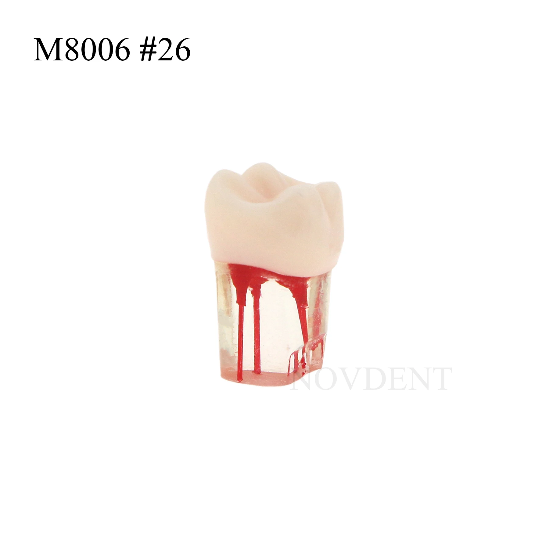 Dental Root Canal Model Implant Restorations Practice Teaching Educational Research M8006 #26
Dental Root Canal Model Implant Restorations Practice Teaching Educational Research M8006 #26