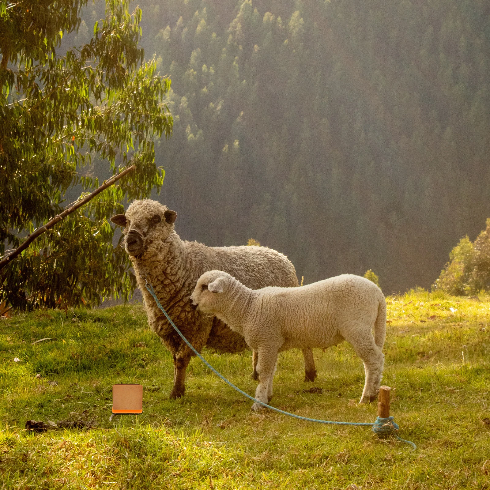 1Pcs Cattle Sheep Lick Brick Box Heavy Duty Livestock Feeding Container Farm Fodder Storage Pan Animal Nutrition Block Holder
1Pcs Cattle Sheep Lick Brick Box Heavy Duty Livestock Feeding Container Farm Fodder Storage Pan Animal Nutrition Block Holder