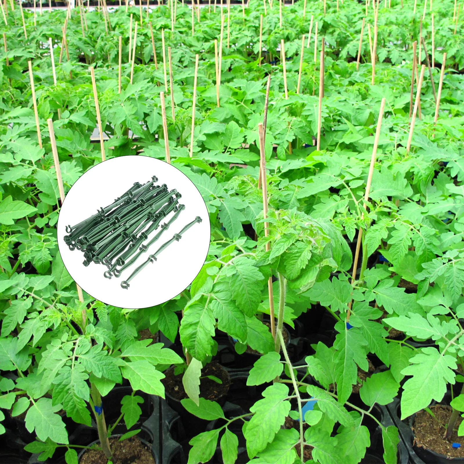 25pcs Gardening Stake Arms Plant Support Connectors 11mm Adjustable Rods Tomato Rack Lightweight Plastic Reusable
25pcs Gardening Stake Arms Plant Support Connectors 11mm Adjustable Rods Tomato Rack Lightweight Plastic Reusable