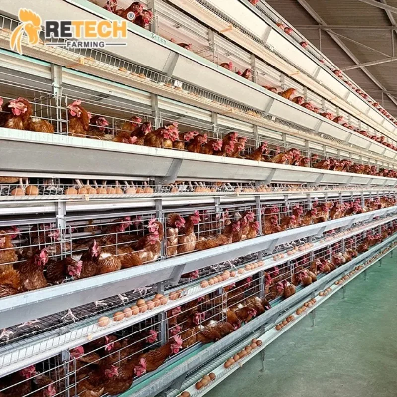 40000 Birds Automatic Poultry Equipment Chicken Farming Feeding Cages H Type Egg Laying Hens Battery Raising System
40000 Birds Automatic Poultry Equipment Chicken Farming Feeding Cages H Type Egg Laying Hens Battery Raising System