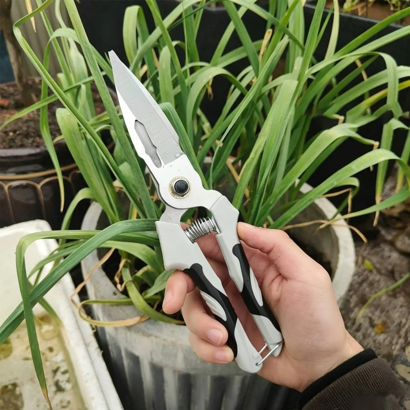 Garlic Trimming Scissors Versatile Vegetable Harvesting Shears Coil Loaded Pruning Shears Sharp Cutting for Farmers, Farm
Garlic Trimming Scissors Versatile Vegetable Harvesting Shears Coil Loaded Pruning Shears Sharp Cutting for Farmers, Farm