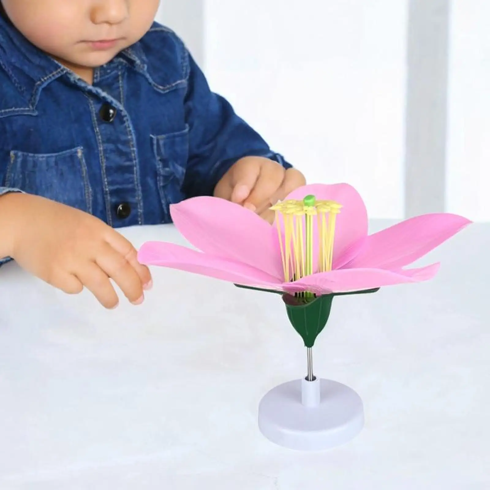 Модель биологии цветущего персика, съемный Практичный Настольный Декор, обучающие игрушки 
Модель биологии цветущего персика, съемный Практичный Настольный Декор, обучающие игрушки