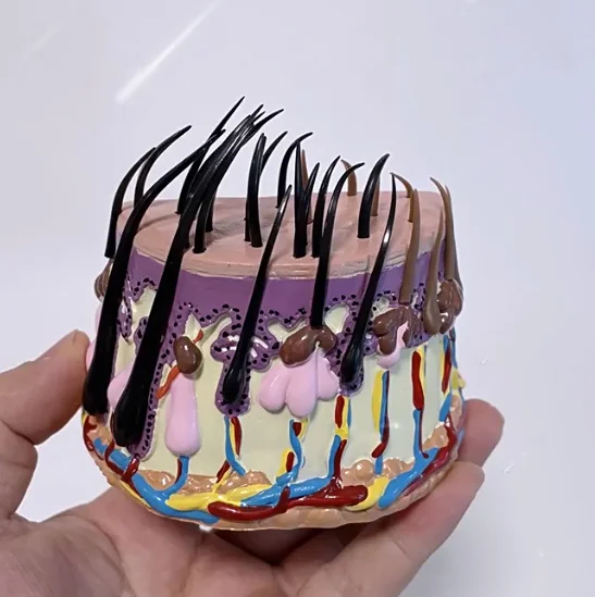 Hair growth process Hair follicles amplification Human skin anatomyTeaching demonstration model
Hair growth process Hair follicles amplification Human skin anatomyTeaching demonstration model