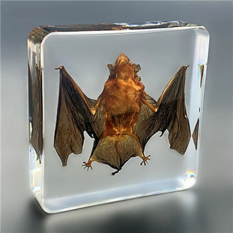 Large Cuboid Resin Transparent Turtle Specimen Desk Decoration, Biology Teaching, Children's Cognition for Adults,Biology Class
Large Cuboid Resin Transparent Turtle Specimen Desk Decoration, Biology Teaching, Children's Cognition for Adults,Biology Class