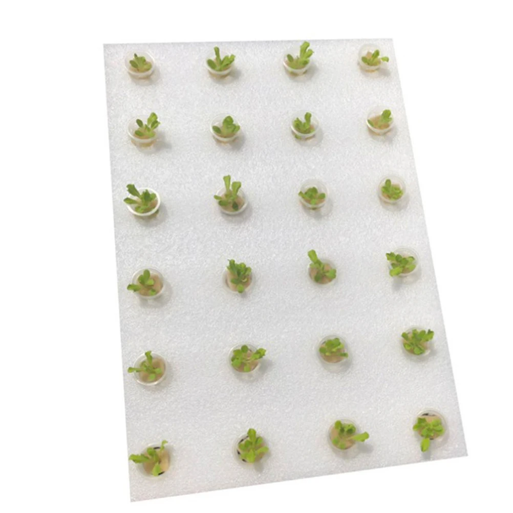 1pc Hydroponic Planting Tray Kits 32 Mm White Sponges Soilless Cultivation for Greenhouse Vegetable Base Net Cups Sprouting
1pc Hydroponic Planting Tray Kits 32 Mm White Sponges Soilless Cultivation for Greenhouse Vegetable Base Net Cups Sprouting