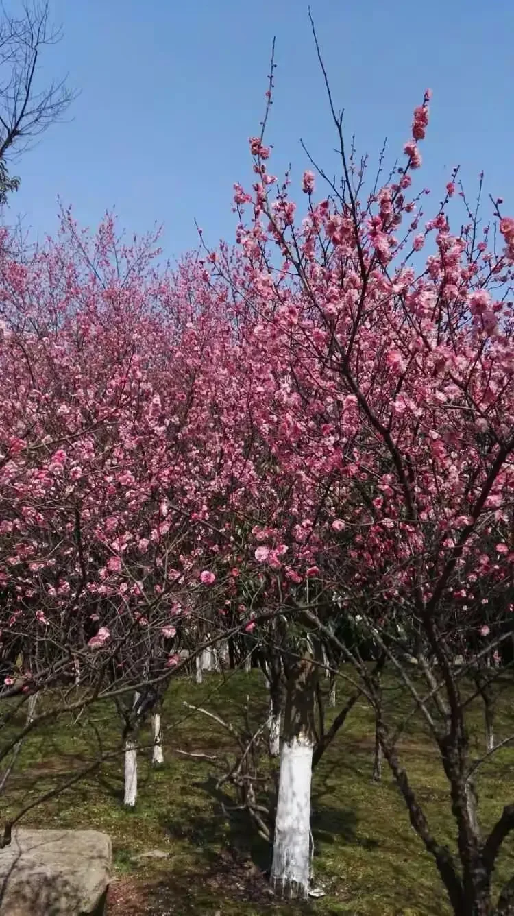 Металлическая лебедка 1/8 1/10 для радиоуправляемых краулеров Trxs TRX4 RC4WD D90 Axial SCX10 II III MST Redcat, аксессуары
Металлическая лебедка 1/8 1/10 для радиоуправляемых краулеров Trxs TRX4 RC4WD D90 Axial SCX10 II III MST Redcat, аксессуары