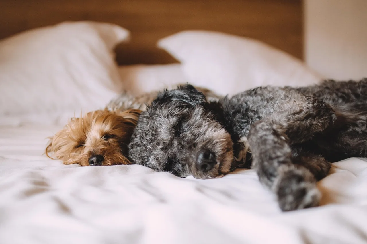 Metal gear adjustable central axis 96mm-122mm adjustable range For Wltonys 1:28 K989 284131 284161 284010 RC Car accessories
Metal gear adjustable central axis 96mm-122mm adjustable range For Wltonys 1:28 K989 284131 284161 284010 RC Car accessories