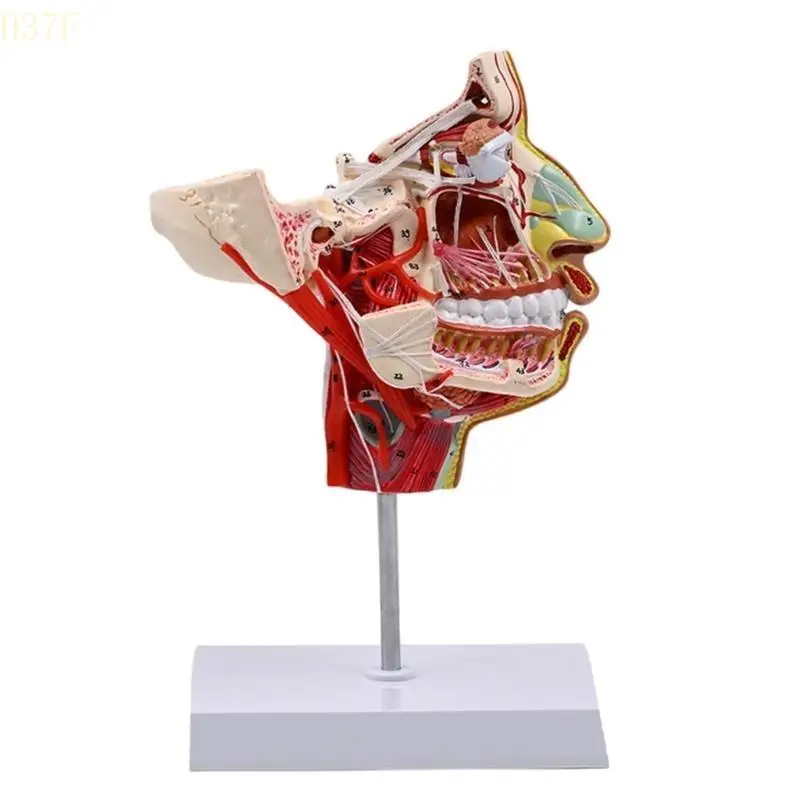 H37F Human Chop-facials Vascular Nerve Blood Vessels Model for Science Education
H37F Human Chop-facials Vascular Nerve Blood Vessels Model for Science Education