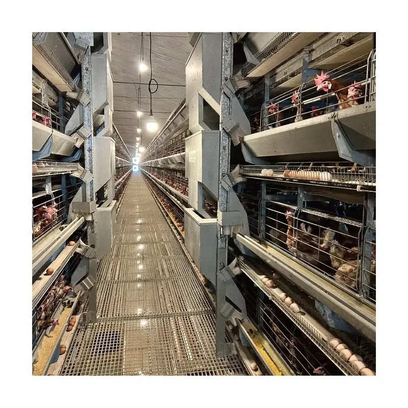 H Type and A Type Chicken Layer Cages for Tianrui Galvanized Steel Automatic New Poultry Cages
H Type and A Type Chicken Layer Cages for Tianrui Galvanized Steel Automatic New Poultry Cages