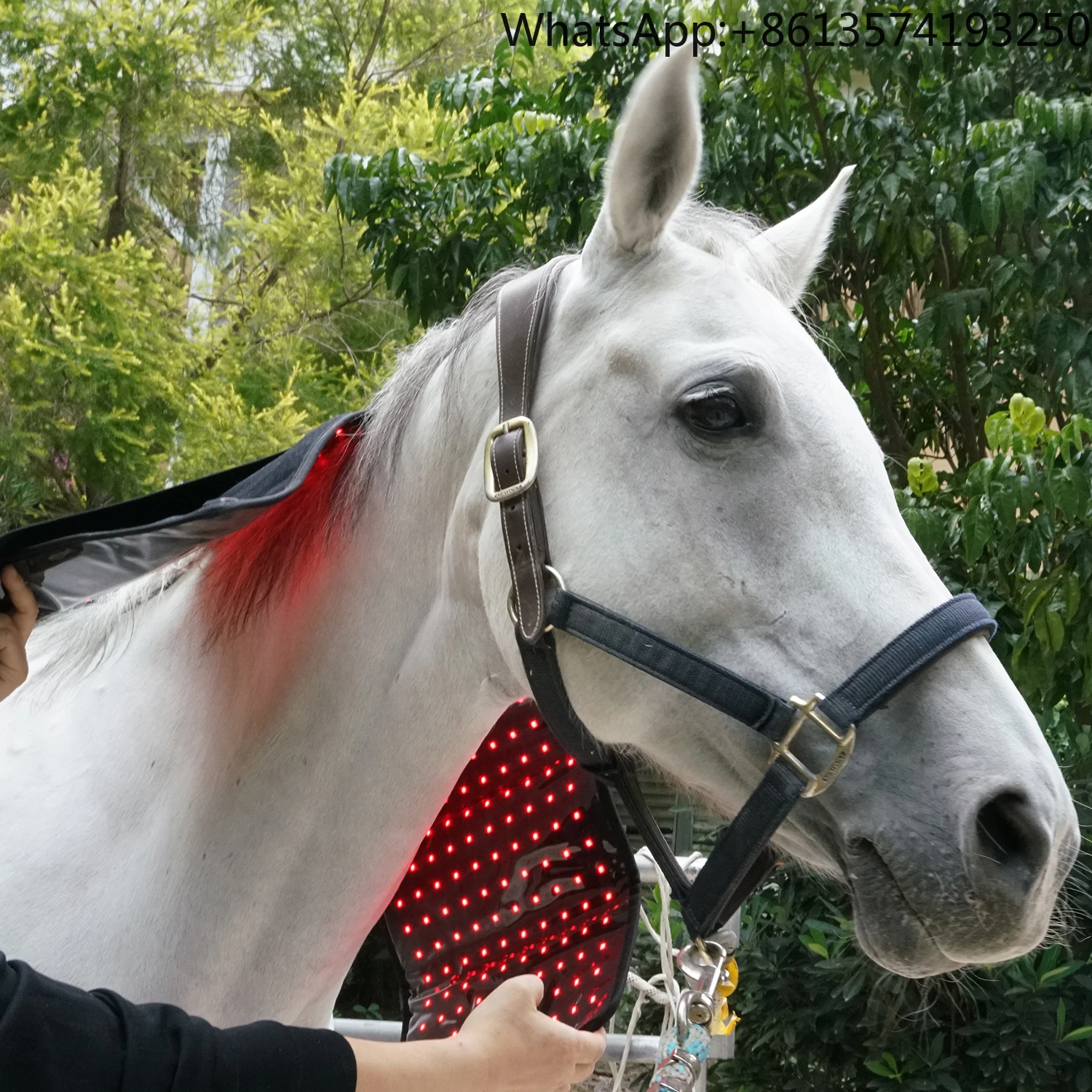 660nm 850nm Infrared Red Light Therapy KingBrite Led Grow Horse Accessories Horse Care Products
660nm 850nm Infrared Red Light Therapy KingBrite Led Grow Horse Accessories Horse Care Products