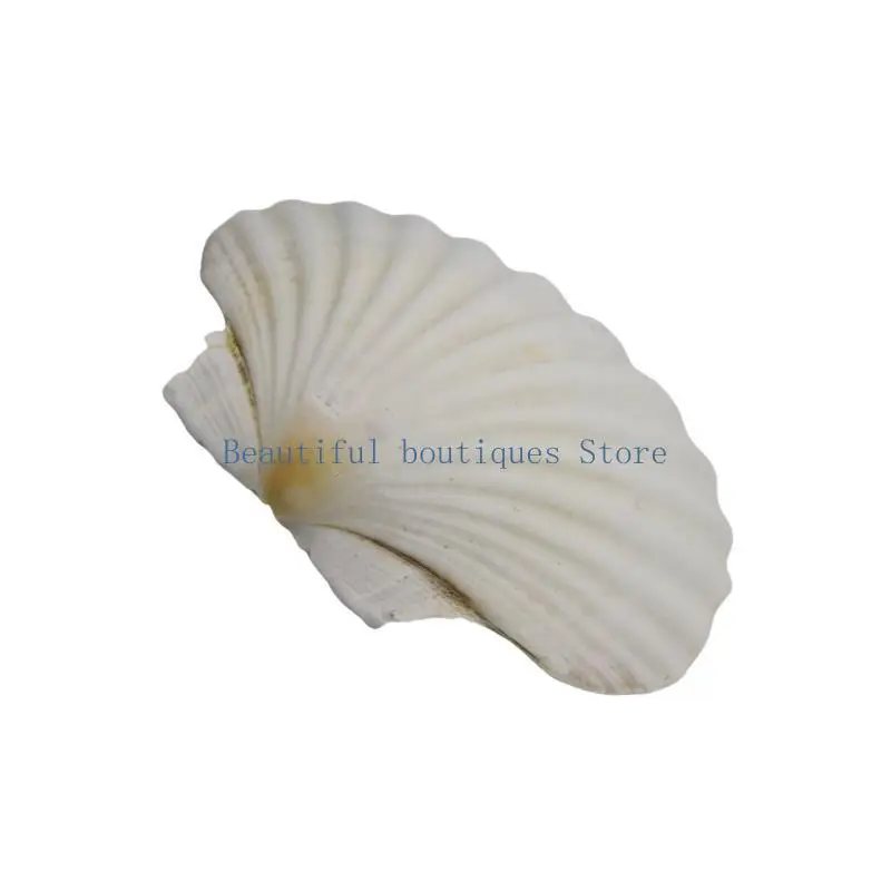 U4LF White Scallops Shell for Art Projects and Unique Wedding Embellishments
U4LF White Scallops Shell for Art Projects and Unique Wedding Embellishments