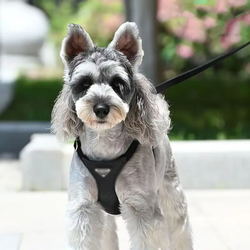 Adjustable Dog Harness for Small Dogs Cat Dog Harness and Chest straps Set Breathable Pet Harness Puppy Vest Dog Accessories 
Adjustable Dog Harness for Small Dogs Cat Dog Harness and Chest straps Set Breathable Pet Harness Puppy Vest Dog Accessories