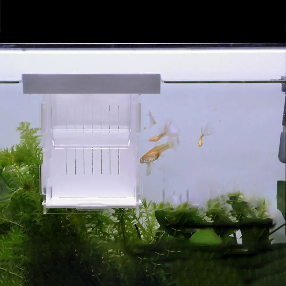 Acrylic Fish Isolation Box Transparent Fish Tank Hatching Incubator Floating Hatching Box Detachable Fish Breeding Isolation Box
Acrylic Fish Isolation Box Transparent Fish Tank Hatching Incubator Floating Hatching Box Detachable Fish Breeding Isolation Box