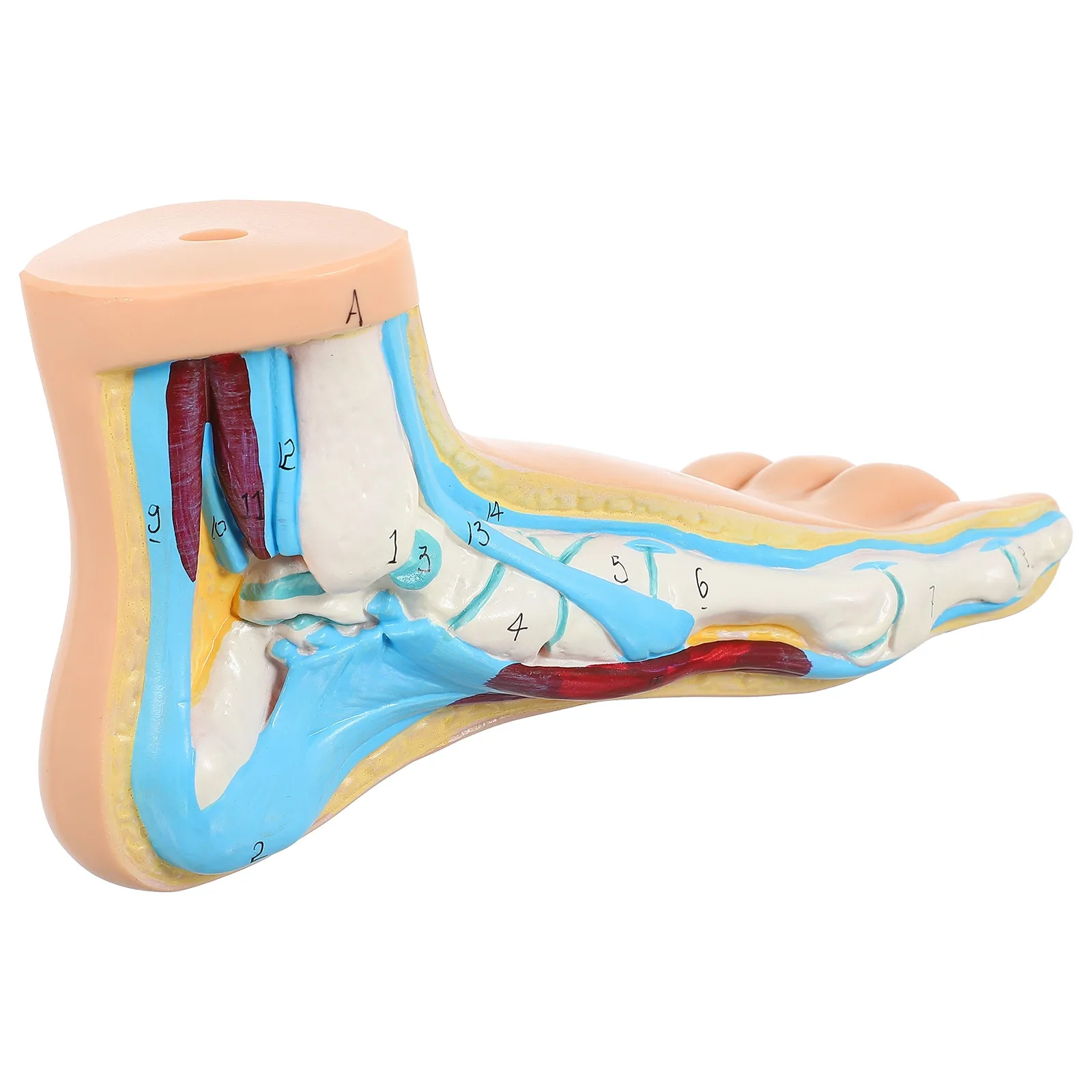 Teaching Foot Mold Realistic Detailed Normal Foot Structure for Anatomy Instruction Physiology Hygiene Learning Display
Teaching Foot Mold Realistic Detailed Normal Foot Structure for Anatomy Instruction Physiology Hygiene Learning Display