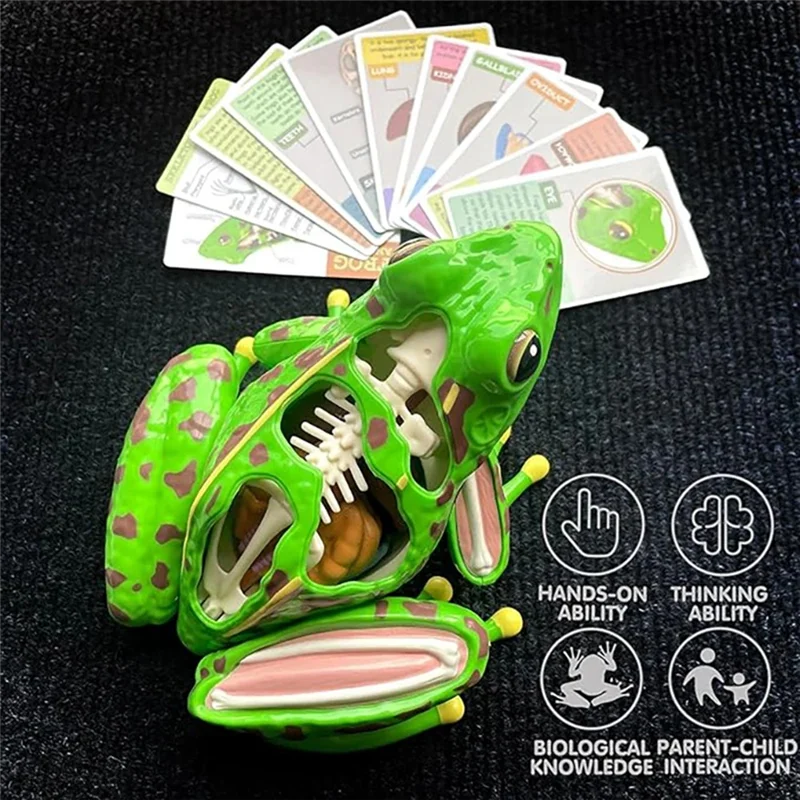 Dependable-4D Frog Anatomy Model Detachable Frog Organs STEM Biology Education Teaching Aid Early Learning Toy For Children
Dependable-4D Frog Anatomy Model Detachable Frog Organs STEM Biology Education Teaching Aid Early Learning Toy For Children