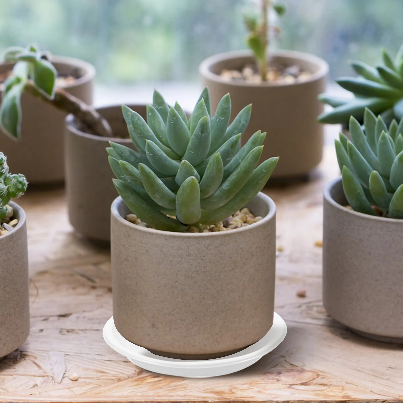10pcs Plastic Flowerpot Saucer Plant Drainage Drip Trays Water Catcher For Indoor Plants Garden Pots Bonsai Trays
10pcs Plastic Flowerpot Saucer Plant Drainage Drip Trays Water Catcher For Indoor Plants Garden Pots Bonsai Trays