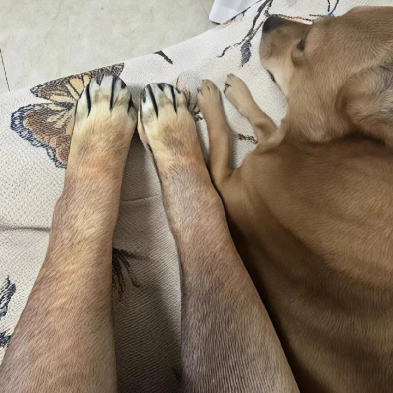 New 3D Animal Printing Socks Funny Novelty Mid Calf Socks Quirky Anti-slip Couple Hosiery Gifts for Party Cosplay Daily Wear
New 3D Animal Printing Socks Funny Novelty Mid Calf Socks Quirky Anti-slip Couple Hosiery Gifts for Party Cosplay Daily Wear