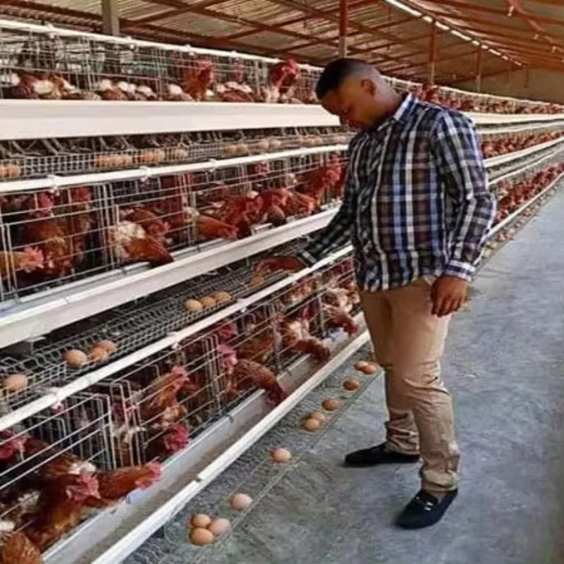 Cheap Price Poultry Farm 10000 Birds Layer Laying Hens Cage Chicken Egg Layer Coops for Sale in South Africa
Cheap Price Poultry Farm 10000 Birds Layer Laying Hens Cage Chicken Egg Layer Coops for Sale in South Africa