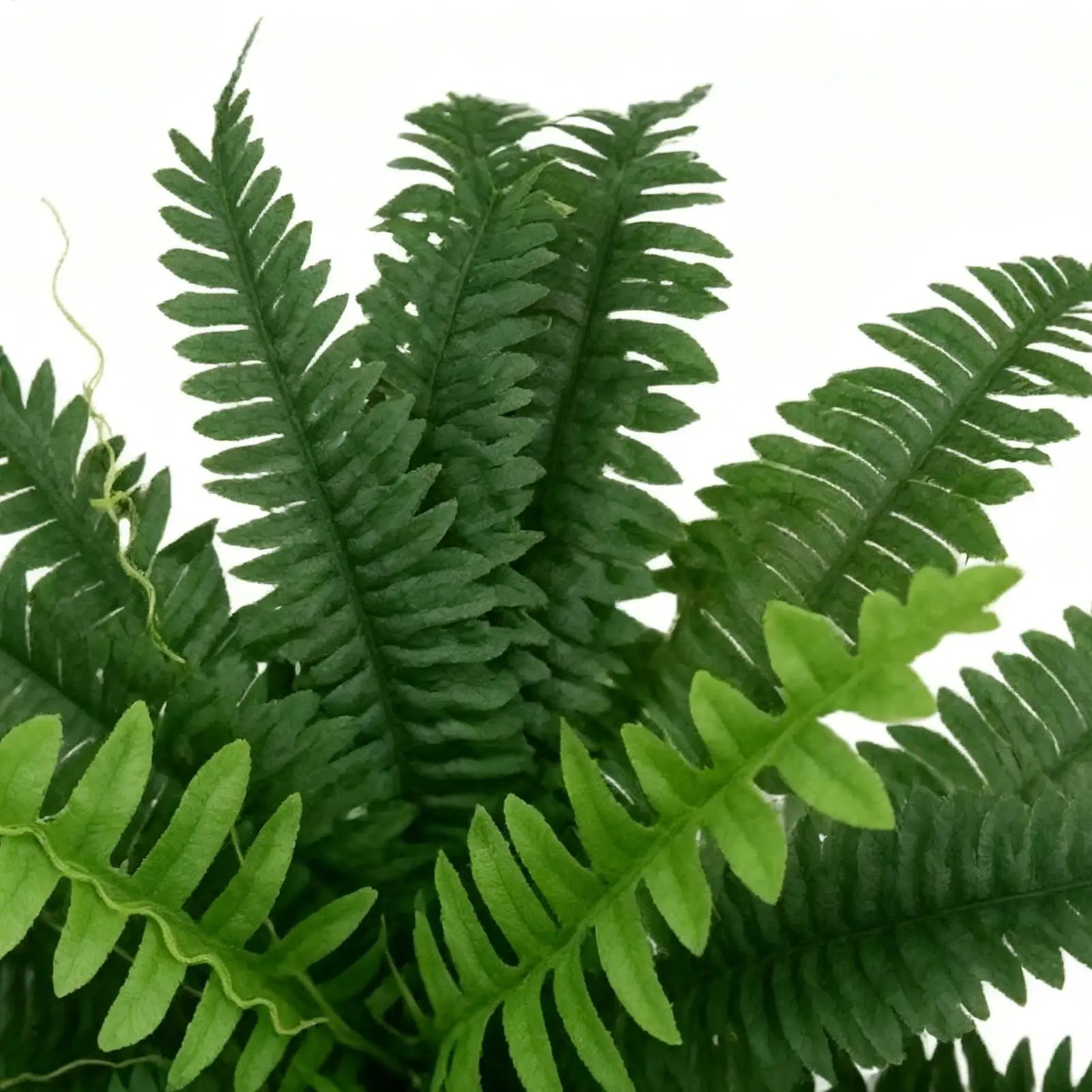 Faux Ferns With 26 Fronds Greenery Artificial Ferns For Outdoors Large For Garden Yard Patio Indoor Home Decor Living Room
Faux Ferns With 26 Fronds Greenery Artificial Ferns For Outdoors Large For Garden Yard Patio Indoor Home Decor Living Room