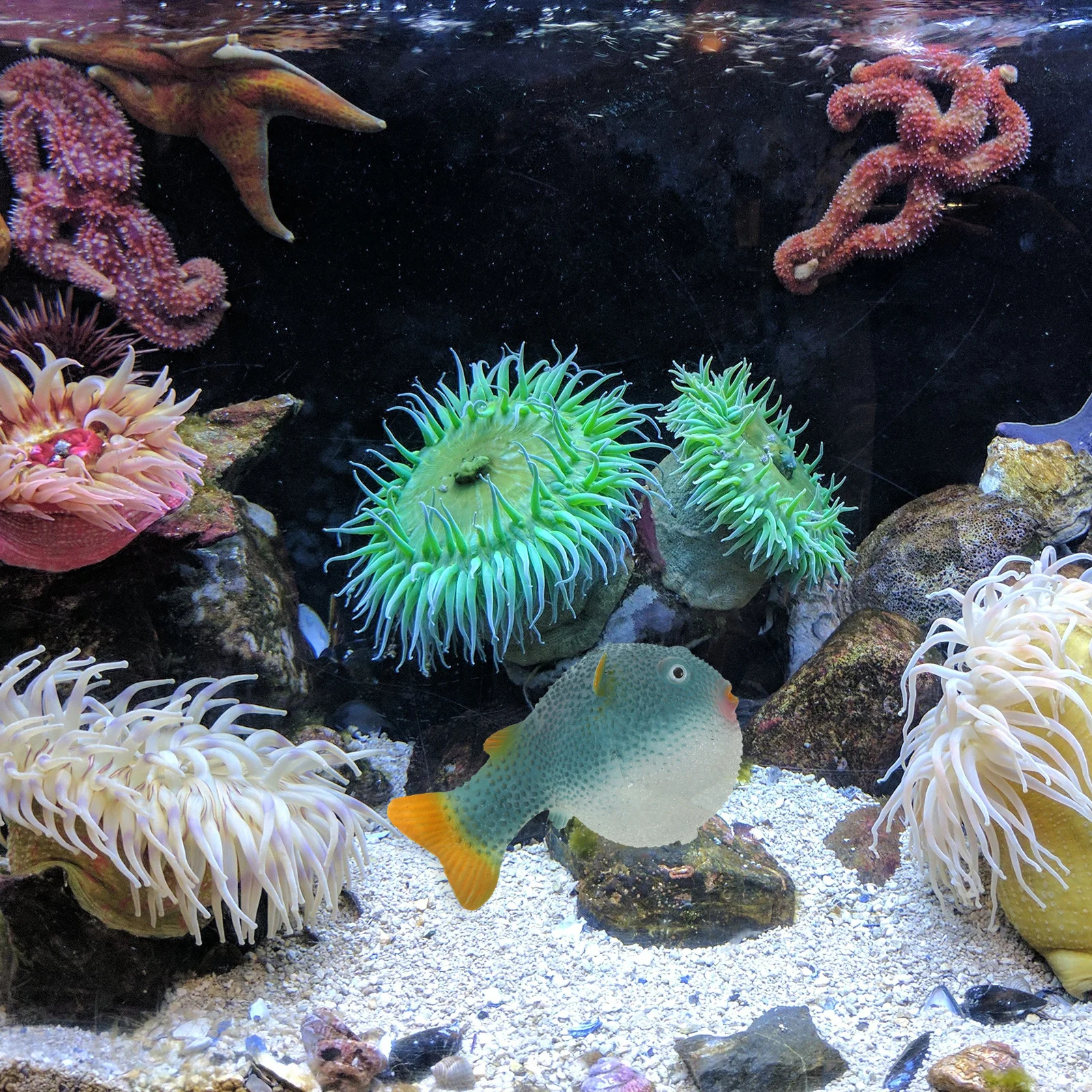 Blue Small Plastic Simulated Puffer Fish Luminous Aquarium Decoration Tank Accessory
Blue Small Plastic Simulated Puffer Fish Luminous Aquarium Decoration Tank Accessory