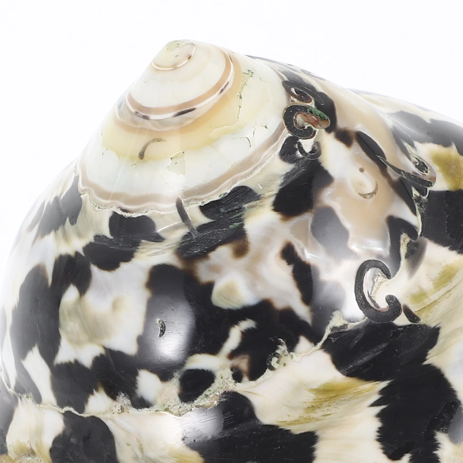 Natural Conch Decor for Fish Tank Aquarium Conch Adorn Exquisite Handcrafted Seashell Ornament Landscape Decoration Desktop
Natural Conch Decor for Fish Tank Aquarium Conch Adorn Exquisite Handcrafted Seashell Ornament Landscape Decoration Desktop