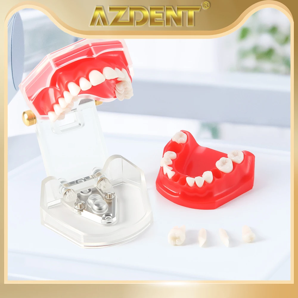 AZDENT Adults 28-Tooth Standard Extraction Model Dental Practice Tooth Model Detachable Teaching Model With Soft Gum Dentistry
AZDENT Adults 28-Tooth Standard Extraction Model Dental Practice Tooth Model Detachable Teaching Model With Soft Gum Dentistry