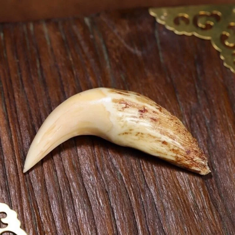 Natural , authentic , large plain camel , antique tooth product, pendant for collec
Natural , authentic , large plain camel , antique tooth product, pendant for collec