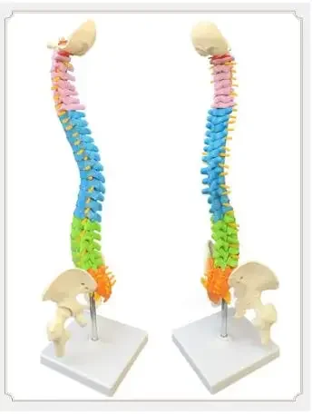 New 1: 1 human spine skeleton model adult orthopedic exercises with cervical lumbar discs color spine skeleton model
New 1: 1 human spine skeleton model adult orthopedic exercises with cervical lumbar discs color spine skeleton model
