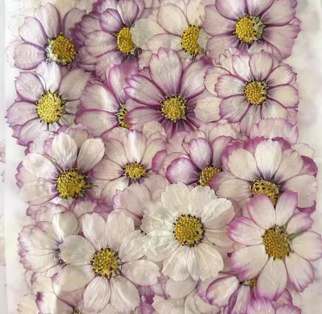 60pcs Pressed Dried Cosmos Flower Plant Herbarium For Epoxy Resin Makeup Jewelry Postcard Invitation Card Phone Case DIY
60pcs Pressed Dried Cosmos Flower Plant Herbarium For Epoxy Resin Makeup Jewelry Postcard Invitation Card Phone Case DIY