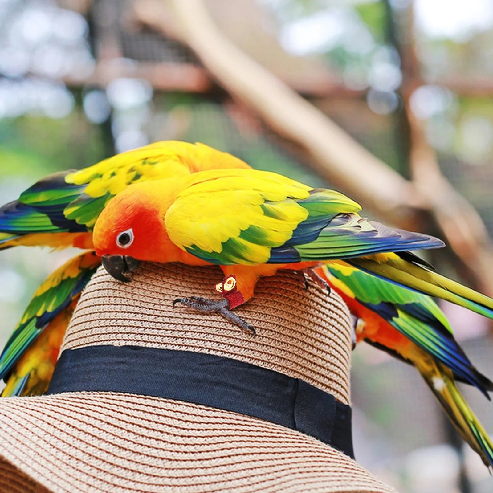 6Pcs Parrot Leg Bands Comfortable Soft Adjustable Fit Training Identification Bird Foot Rings Accessories for Small Birds and
6Pcs Parrot Leg Bands Comfortable Soft Adjustable Fit Training Identification Bird Foot Rings Accessories for Small Birds and