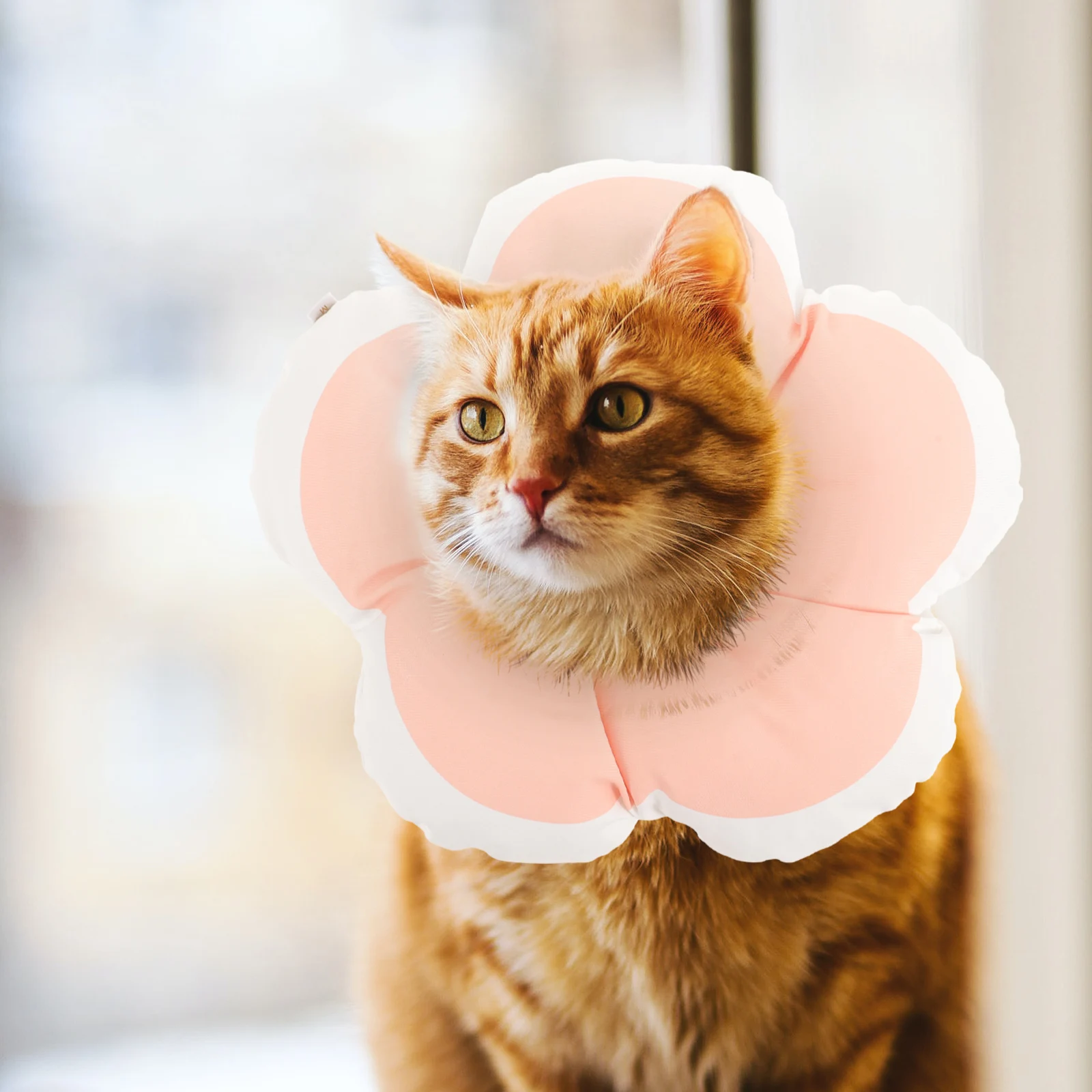 Elizabethan Circle Pet Protective Collar Cat Dog Inflatable Anti bite Cotton Recovery Neckwear Bright Color Durable Soft Pet
Elizabethan Circle Pet Protective Collar Cat Dog Inflatable Anti bite Cotton Recovery Neckwear Bright Color Durable Soft Pet
