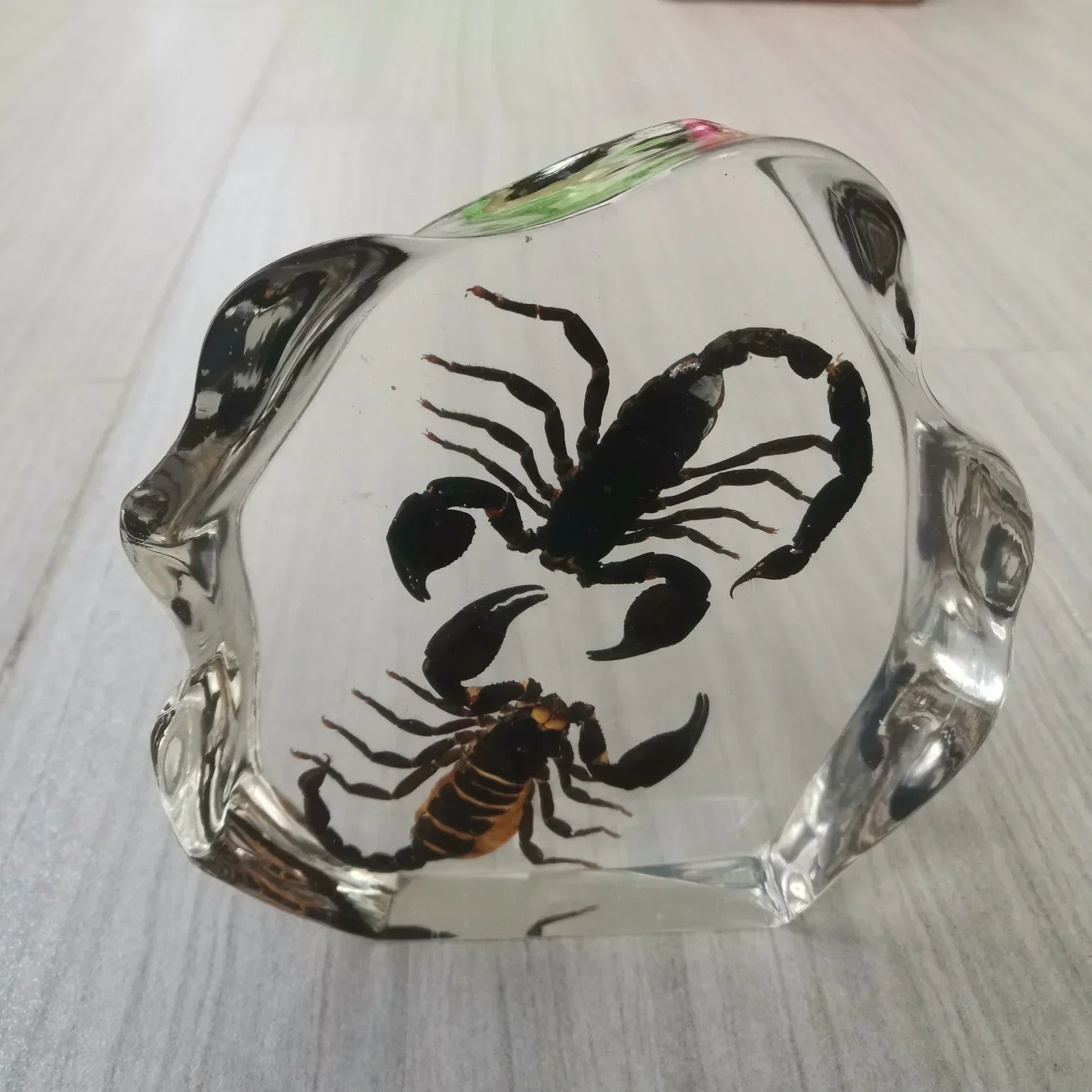 Spider Garden Spider Bat Scorpion Teaching True Small Animals Spider Resin True Insect Bird-catching
Spider Garden Spider Bat Scorpion Teaching True Small Animals Spider Resin True Insect Bird-catching
