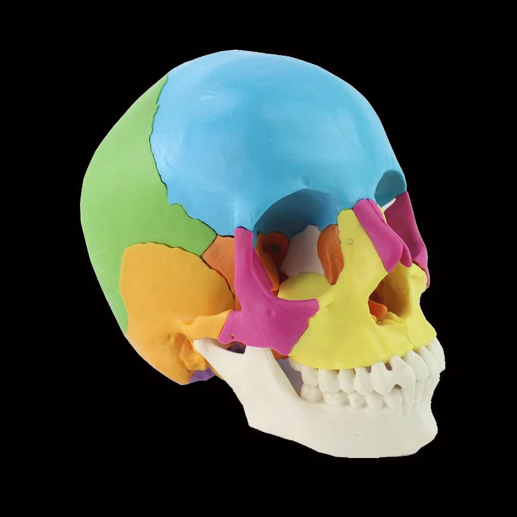 Removable Skull Model Disassembled 22 Part 1:1 Life Size Skull Head Anatomy Medical Disassembled Teaching Model School Supplies
Removable Skull Model Disassembled 22 Part 1:1 Life Size Skull Head Anatomy Medical Disassembled Teaching Model School Supplies