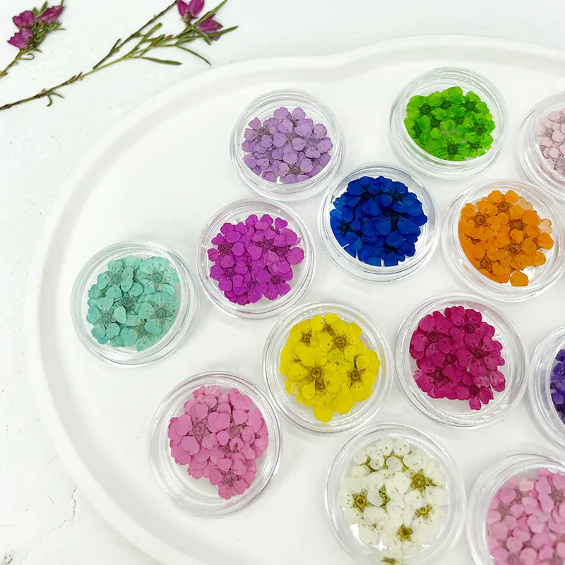 100Pcs Small Flower Stickers with Pearl Plum Five-Petal Flowers, Small Plum Blossoms, Pressed Plant Specimens, DIY Handmade Nail Art, Resin Phone Case, Photo Frame Materials
100Pcs Small Flower Stickers with Pearl Plum Five-Petal Flowers, Small Plum Blossoms, Pressed Plant Specimens, DIY Handmade Nail Art, Resin Phone Case, Photo Frame Materials