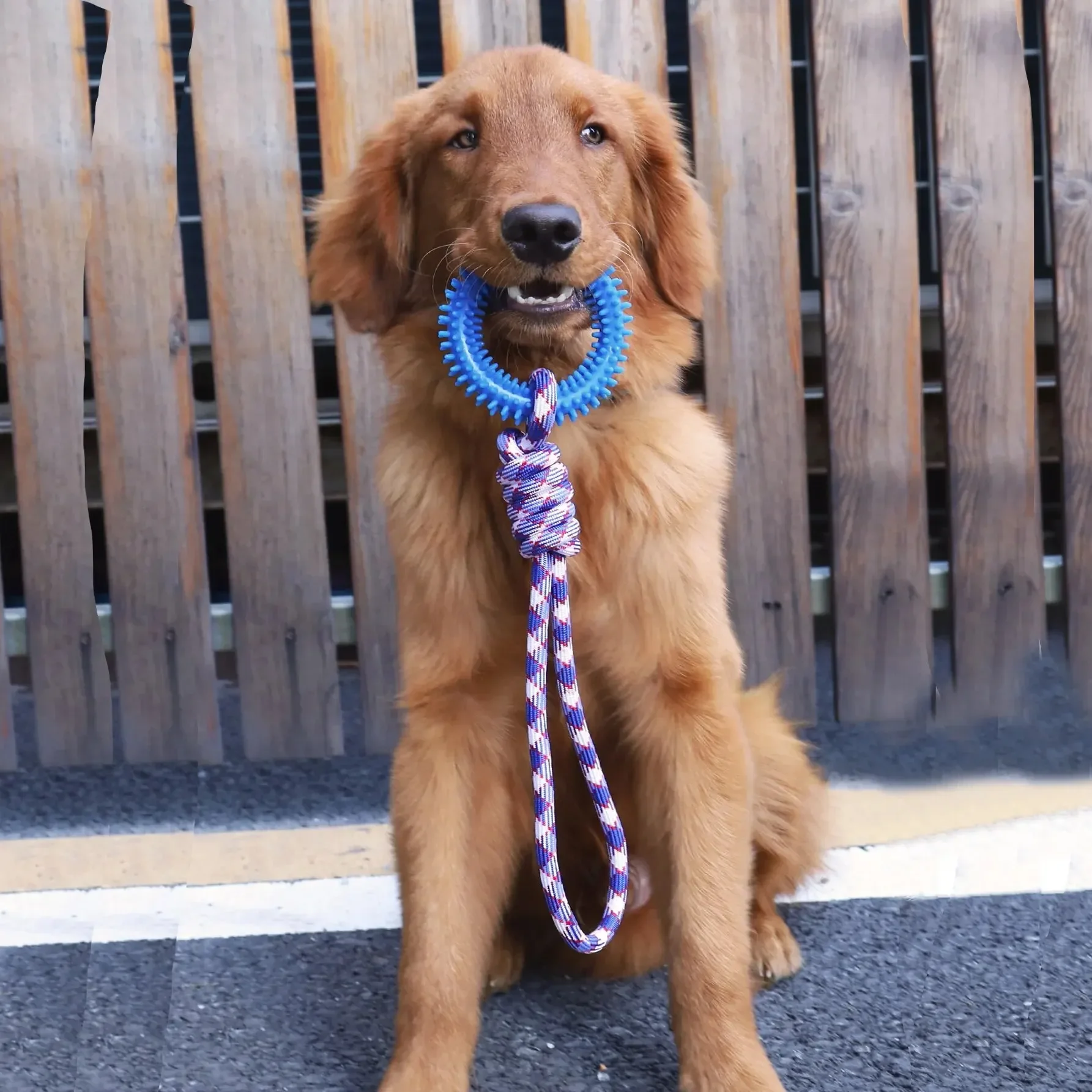 Supet Interactive Training Pet Toy Ring Spiked Ring Dog Teeth Cleaning Pet SuppliesHome & GardePet ProductsnDog SuppliesDog Toys
Supet Interactive Training Pet Toy Ring Spiked Ring Dog Teeth Cleaning Pet SuppliesHome & GardePet ProductsnDog SuppliesDog Toys