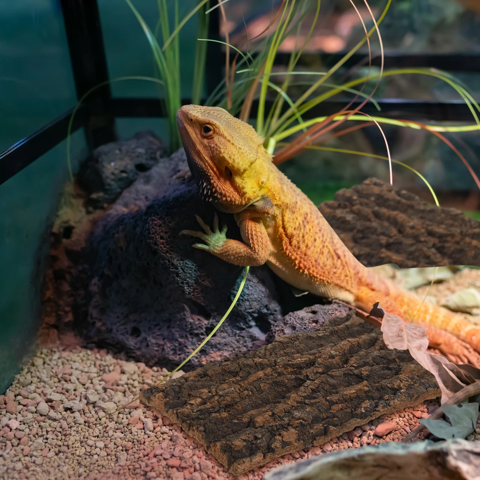 3pcs Tree Bark Decor Natural Reusable Cork For Reptile Tank Aquarium Desktop Fish Tank Background Decoration Pet Supplies
3pcs Tree Bark Decor Natural Reusable Cork For Reptile Tank Aquarium Desktop Fish Tank Background Decoration Pet Supplies