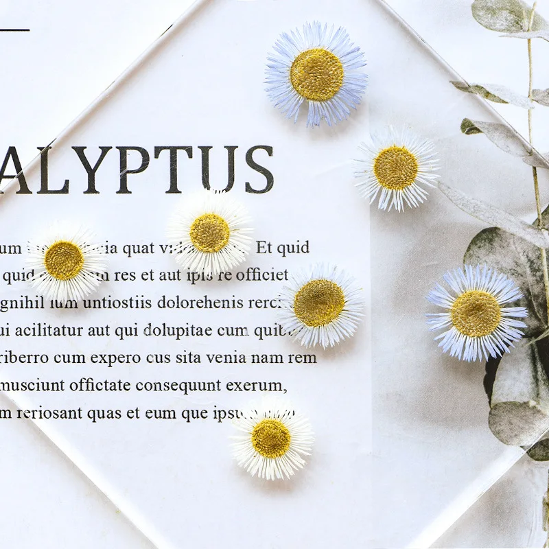 100Pcs Feipengcao Dried Flowers DIY Handmade Pressed Flower Art Bookmark Photo Frame Ornaments Aromatherapy Candle Phone Case Materials
100Pcs Feipengcao Dried Flowers DIY Handmade Pressed Flower Art Bookmark Photo Frame Ornaments Aromatherapy Candle Phone Case Materials