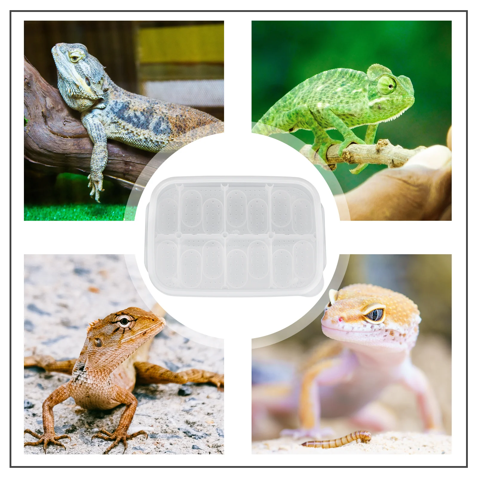 1pcs Reptile Breeding Box 14 Holes Lightweight Hatchery Incubator For Lizard Gecko Hatching Reptile Supply
1pcs Reptile Breeding Box 14 Holes Lightweight Hatchery Incubator For Lizard Gecko Hatching Reptile Supply