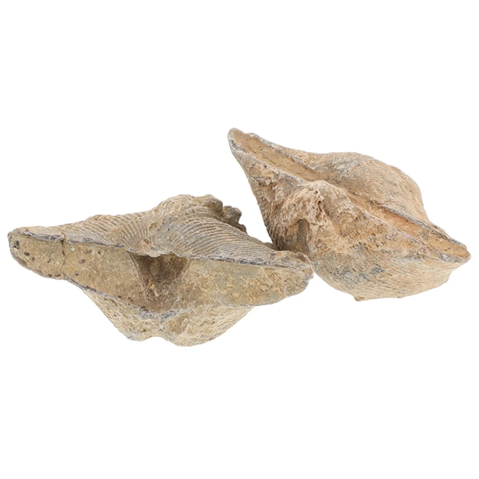 2pcs Specimen Natural Sea Shell Educational Toys Conch Decoration Marine Geology Study Gift Teaching Supplies
2pcs Specimen Natural Sea Shell Educational Toys Conch Decoration Marine Geology Study Gift Teaching Supplies