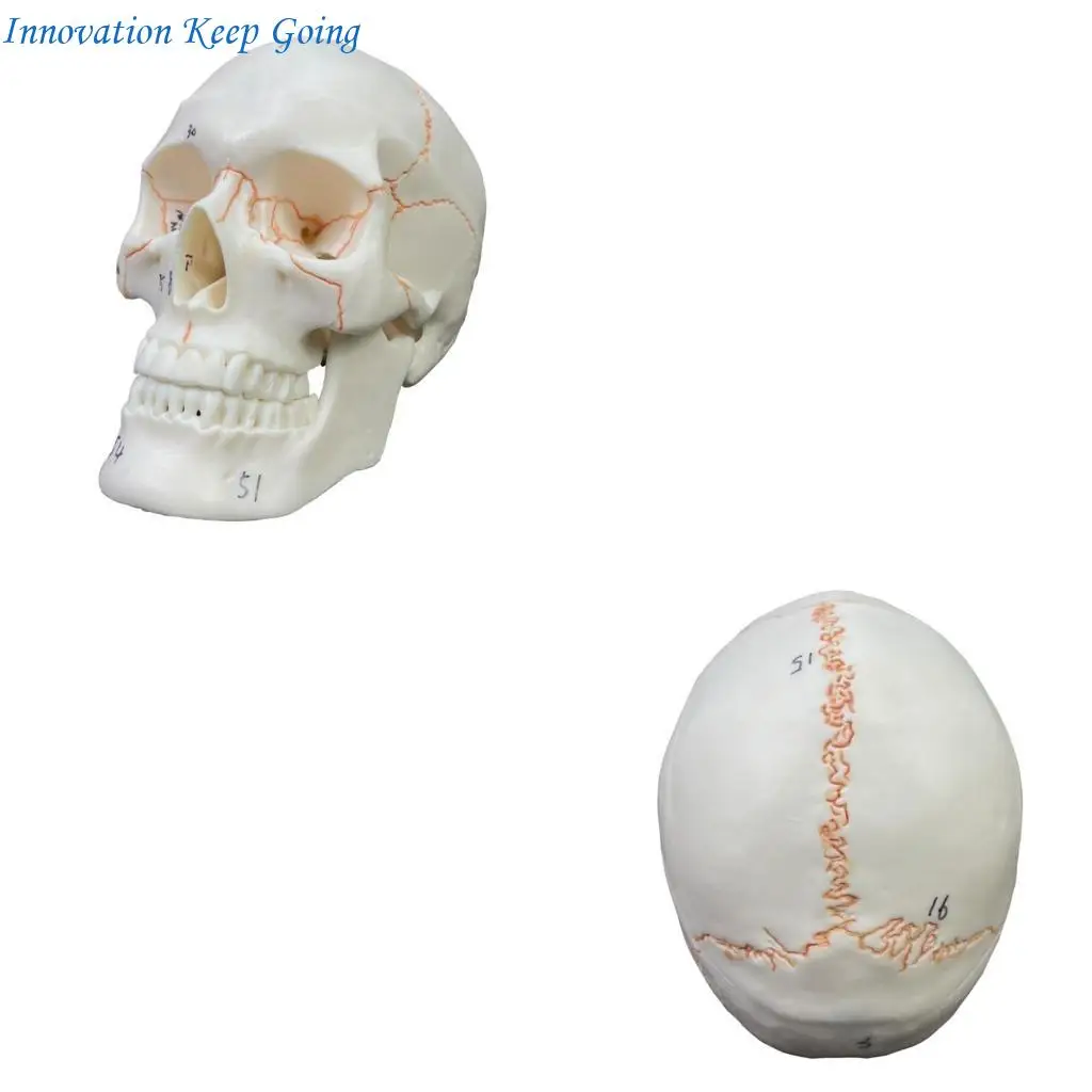 E65C Human Skull Model Full Set of Teeth Skeleton Head Skull Model 2 Parts
E65C Human Skull Model Full Set of Teeth Skeleton Head Skull Model 2 Parts