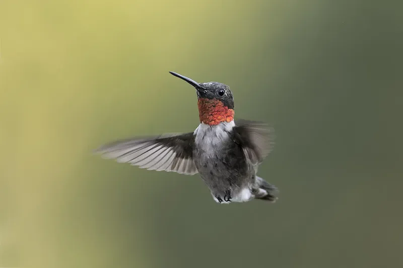 SkyRC Q100neo 4-Channel Charger - 600mA Balance Current, 0.02V Precision for RC Drone & Drone Soccer
SkyRC Q100neo 4-Channel Charger - 600mA Balance Current, 0.02V Precision for RC Drone & Drone Soccer