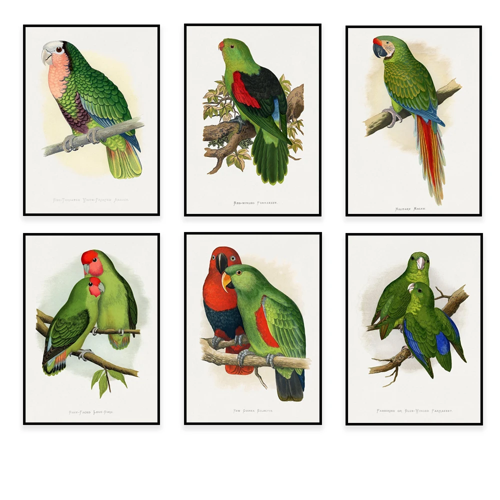 Alexander Francis Layton Parrot Print, West African Lovebirds, Military Macaw, Canary Winged Conure, Colorful Birds Poster Print
Alexander Francis Layton Parrot Print, West African Lovebirds, Military Macaw, Canary Winged Conure, Colorful Birds Poster Print