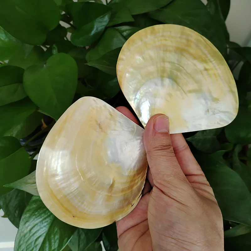 2PCS Natural Yellow Pearl Oyster Shell Dish Polished Shell Handmade Creative DIY Jewelry Beads Decorative Caviar Container
2PCS Natural Yellow Pearl Oyster Shell Dish Polished Shell Handmade Creative DIY Jewelry Beads Decorative Caviar Container