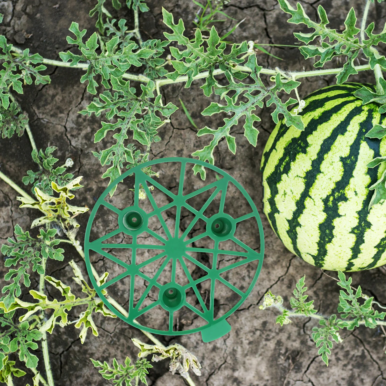 5Pcs Reusable Fruit Support Watermelon Holder Garden Plant Protector Durable PP Material Easy Assembly and Disassembly
5Pcs Reusable Fruit Support Watermelon Holder Garden Plant Protector Durable PP Material Easy Assembly and Disassembly